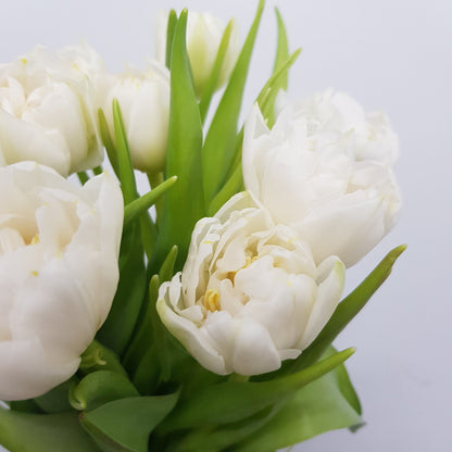 Tulip Double - White