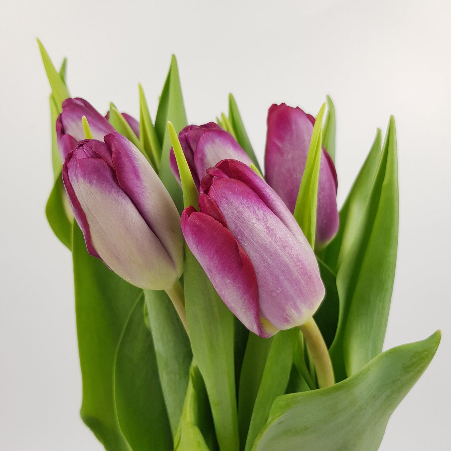 Tulip - 2 Tone Purple