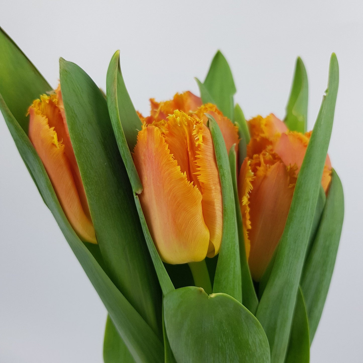 Tulip Frill - Orange