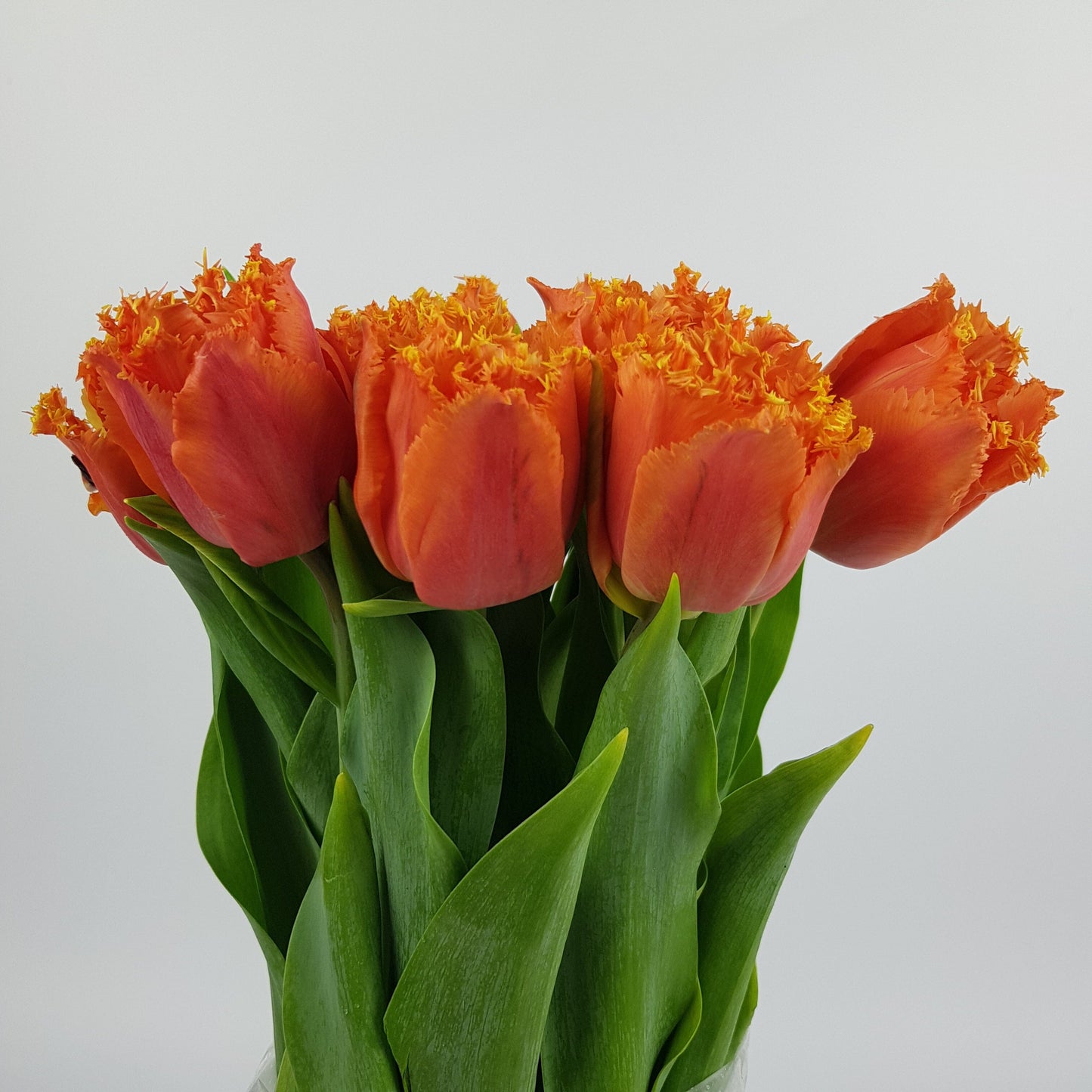 Tulip Frill - Dark Orange