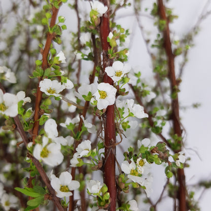 Snow Willow