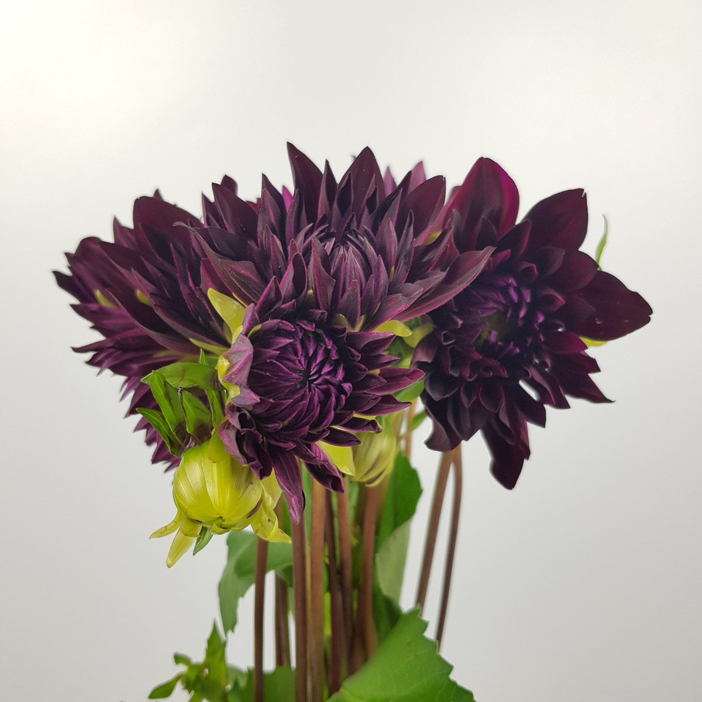 Dahlia  - Dark Purple