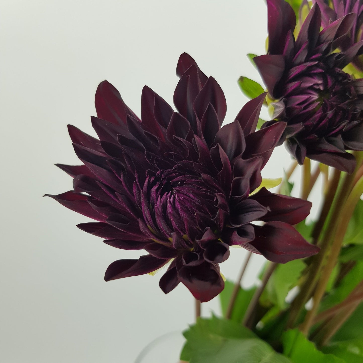 Dahlia  - Dark Purple