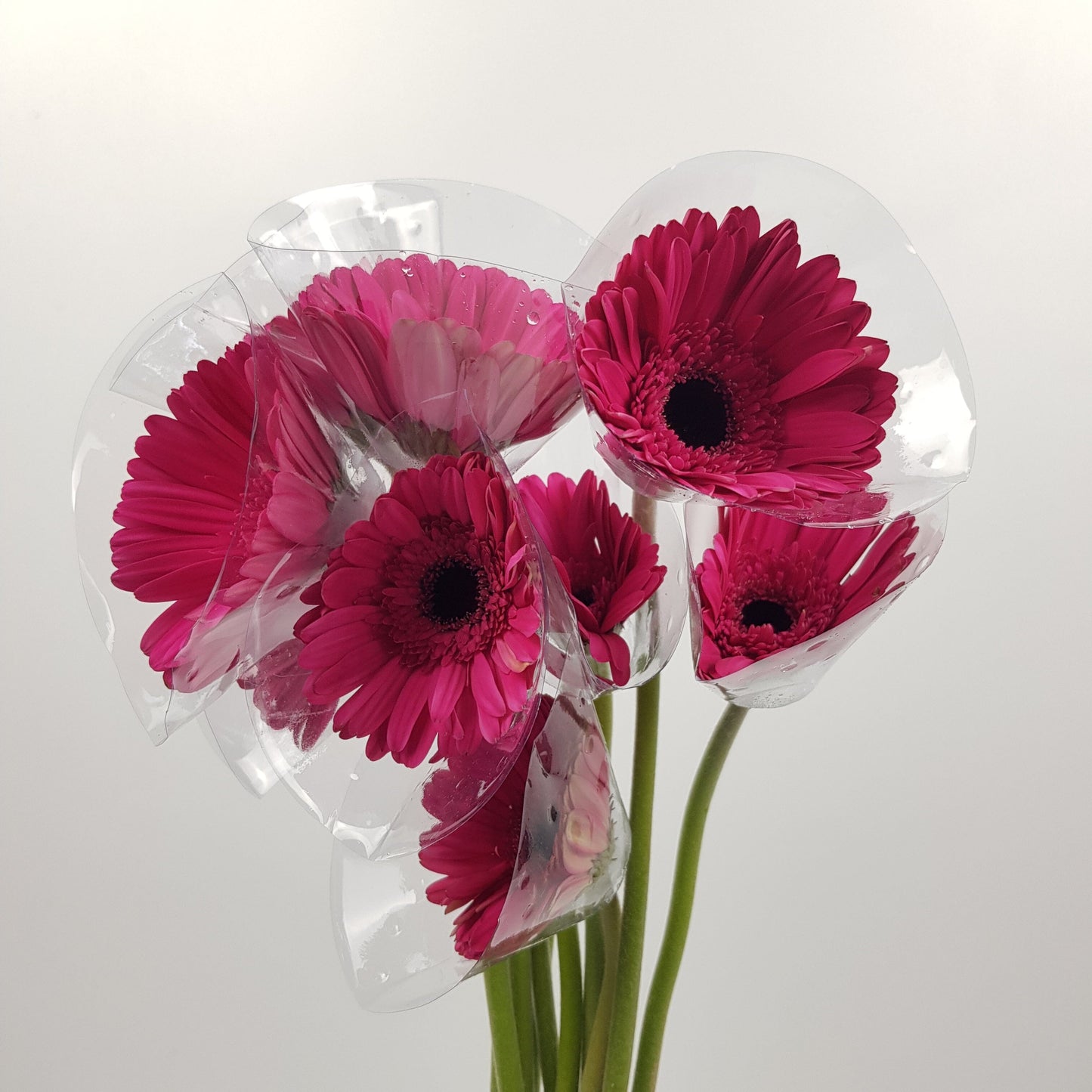 Gerbera - Hot Pink