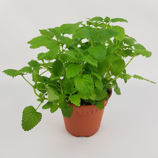 Pot Lemon Balm - Green