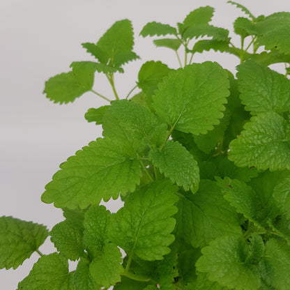 Pot Lemon Balm - Green