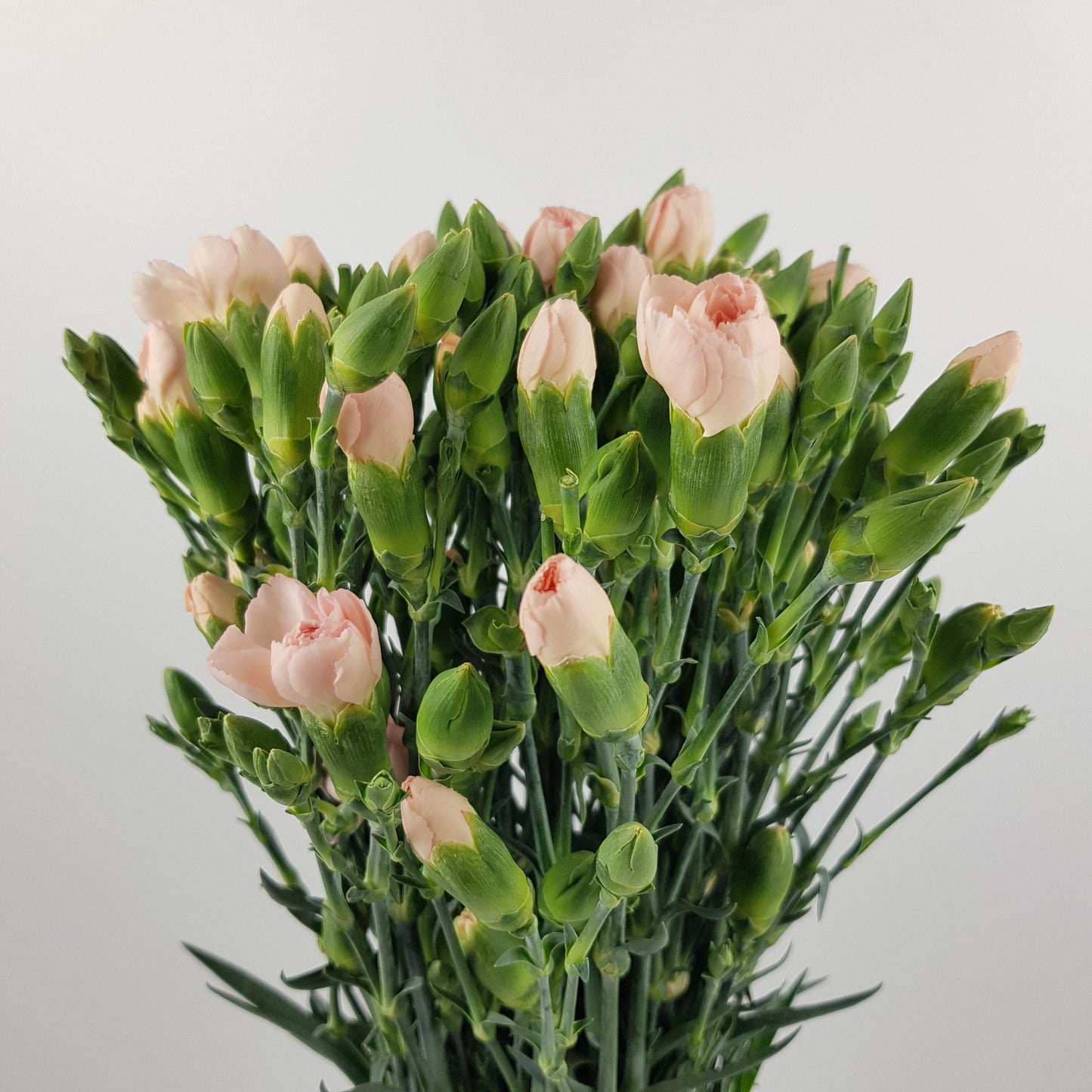 Spray Carnation - Light Peach