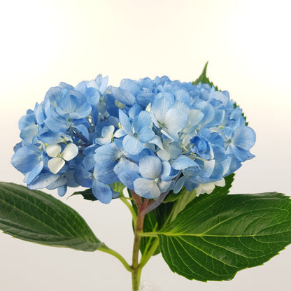 Hydrangea (Imported) - Light Blue