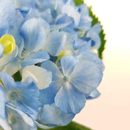 Hydrangea (Imported) - Light Blue