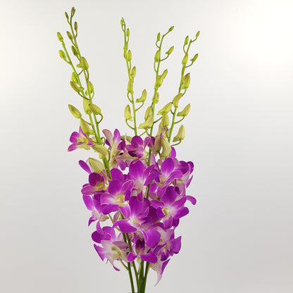 Orchid - 2 Tone Purple