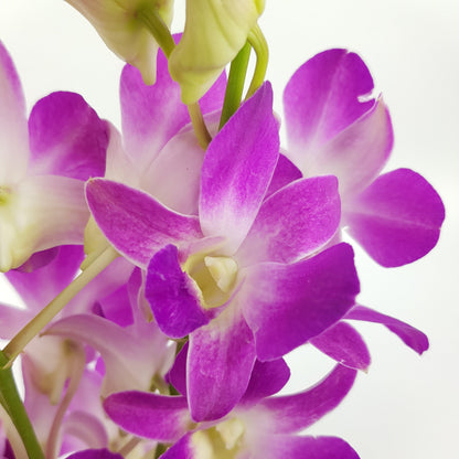 Orchid - 2 Tone Purple