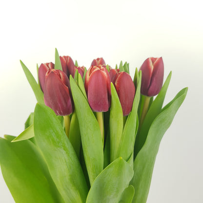 Tulip - 2 Tone Dark Red