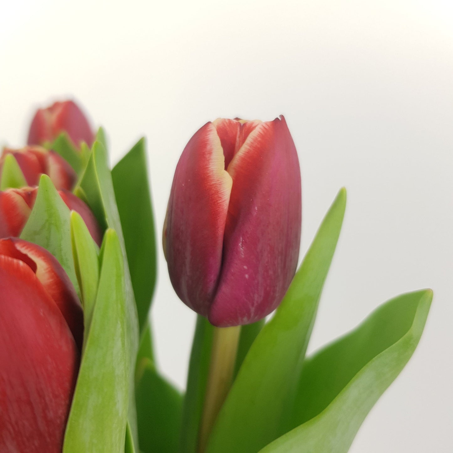 Tulip - 2 Tone Dark Red