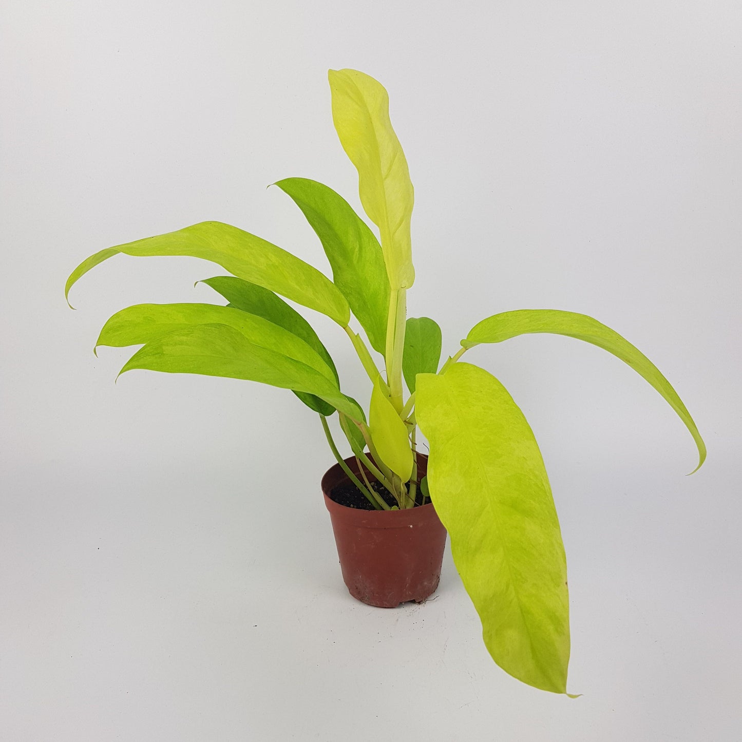 Philodendron Thai Sunrise (P110)