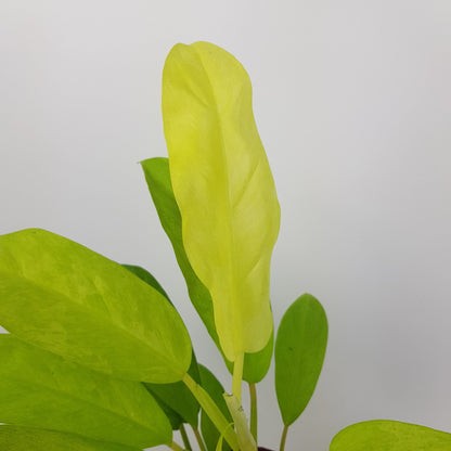 Philodendron Thai Sunrise (P110)