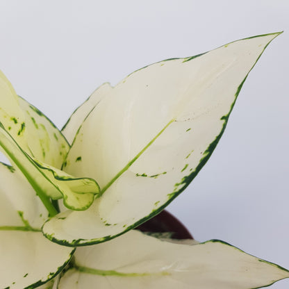 Aglaonema Super White (P160)