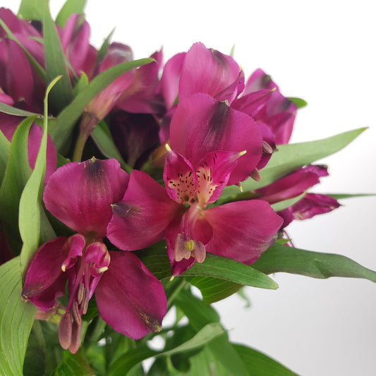 Alstroemeria  - Purple