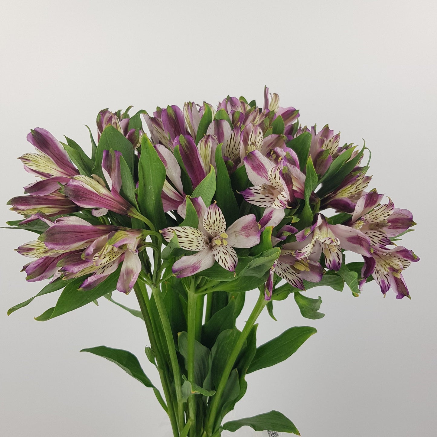 Alstroemeria - 2 Tone White Purple