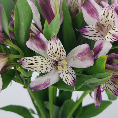 Alstroemeria - 2 Tone White Purple