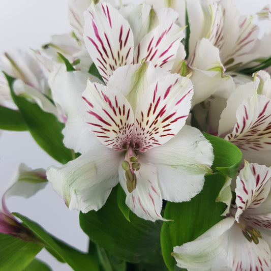 Alstroemeria - White