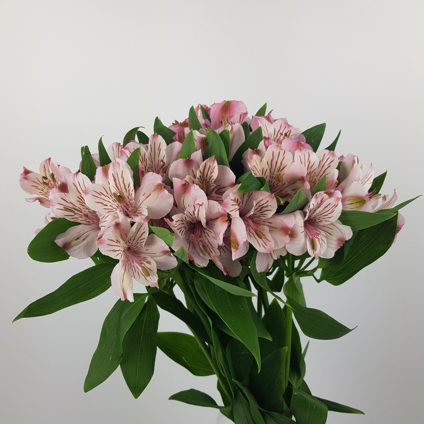 Alstroemeria - 2 Tone Pink