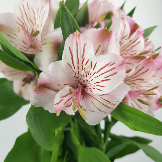 Alstroemeria - 2 Tone Pink