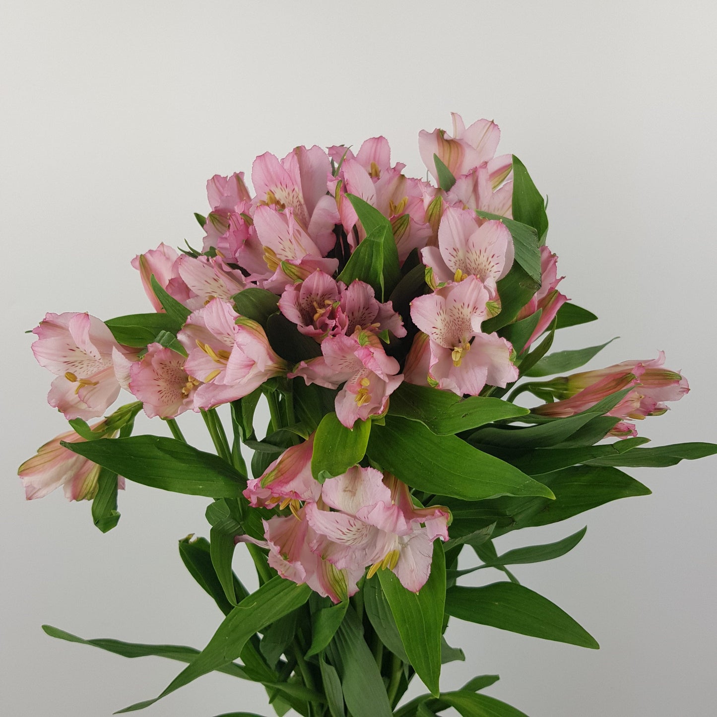 Alstroemeria - Pink