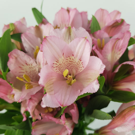 Alstroemeria - Pink