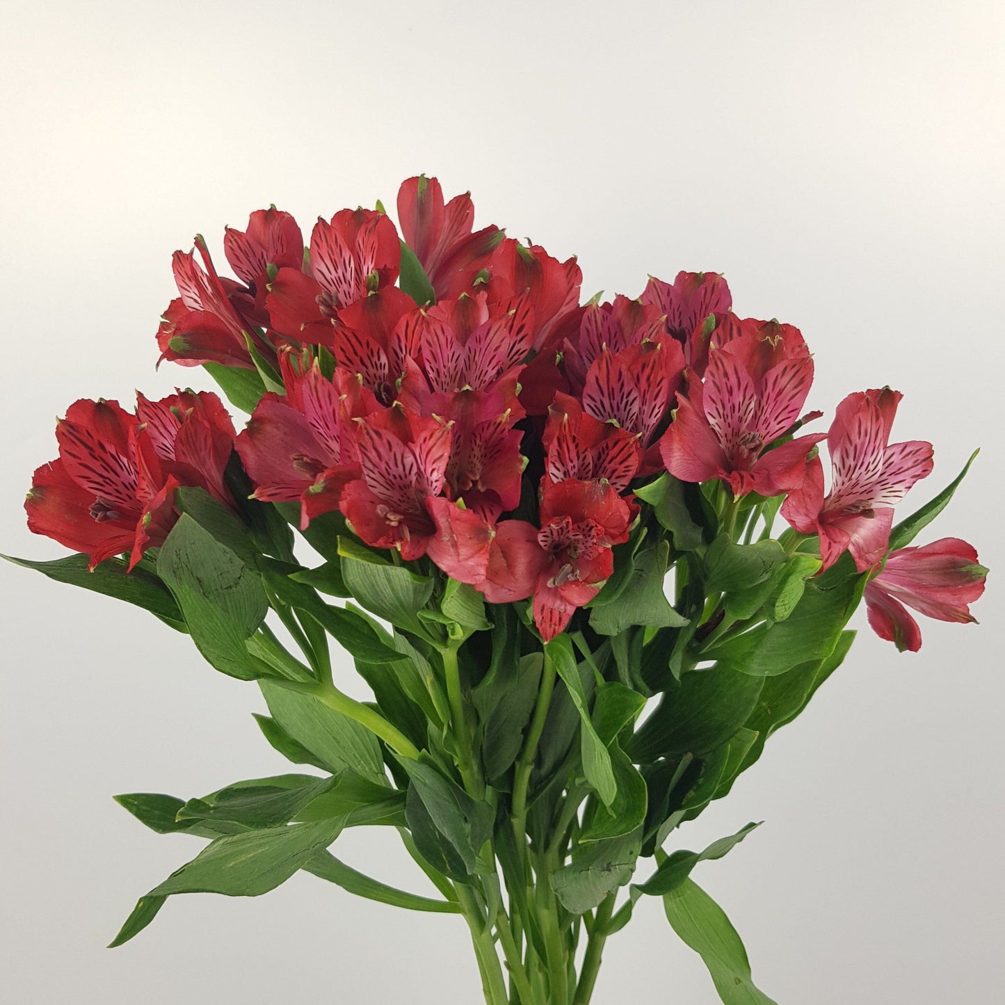 Alstromeria  - Red