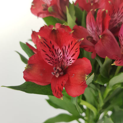 Alstromeria  - Red