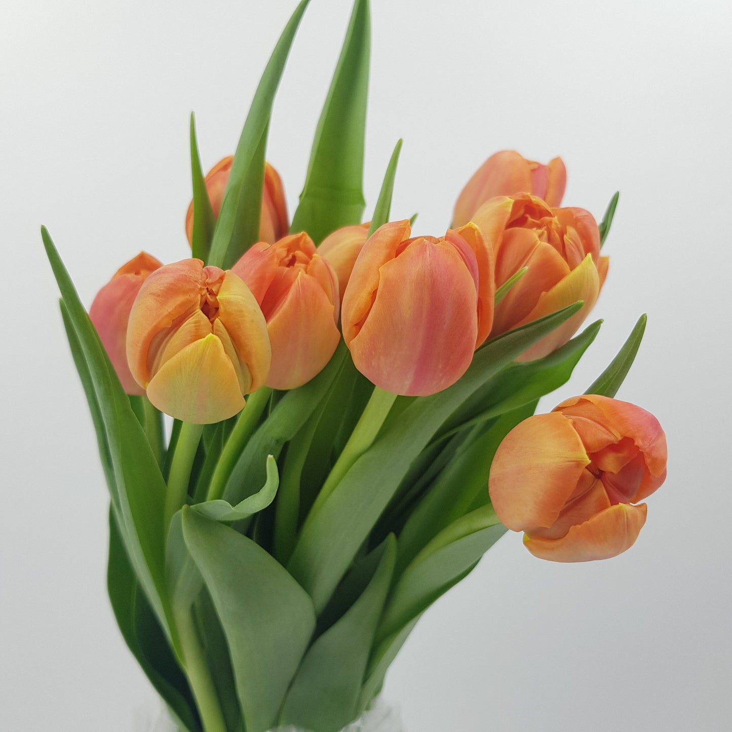 Tulip Double - Orange