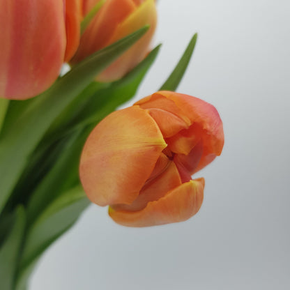 Tulip Double - Orange