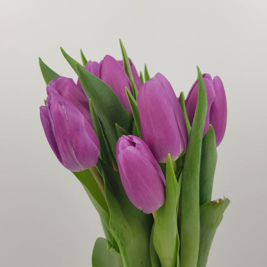 Tulip - Purple