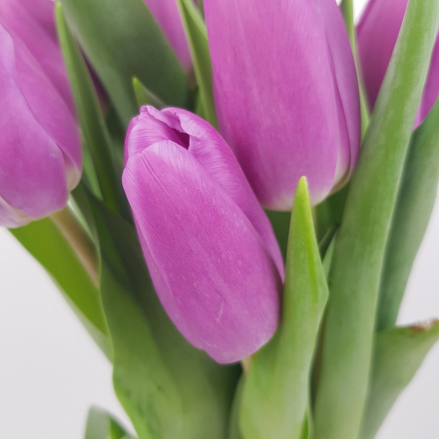 Tulip - Purple