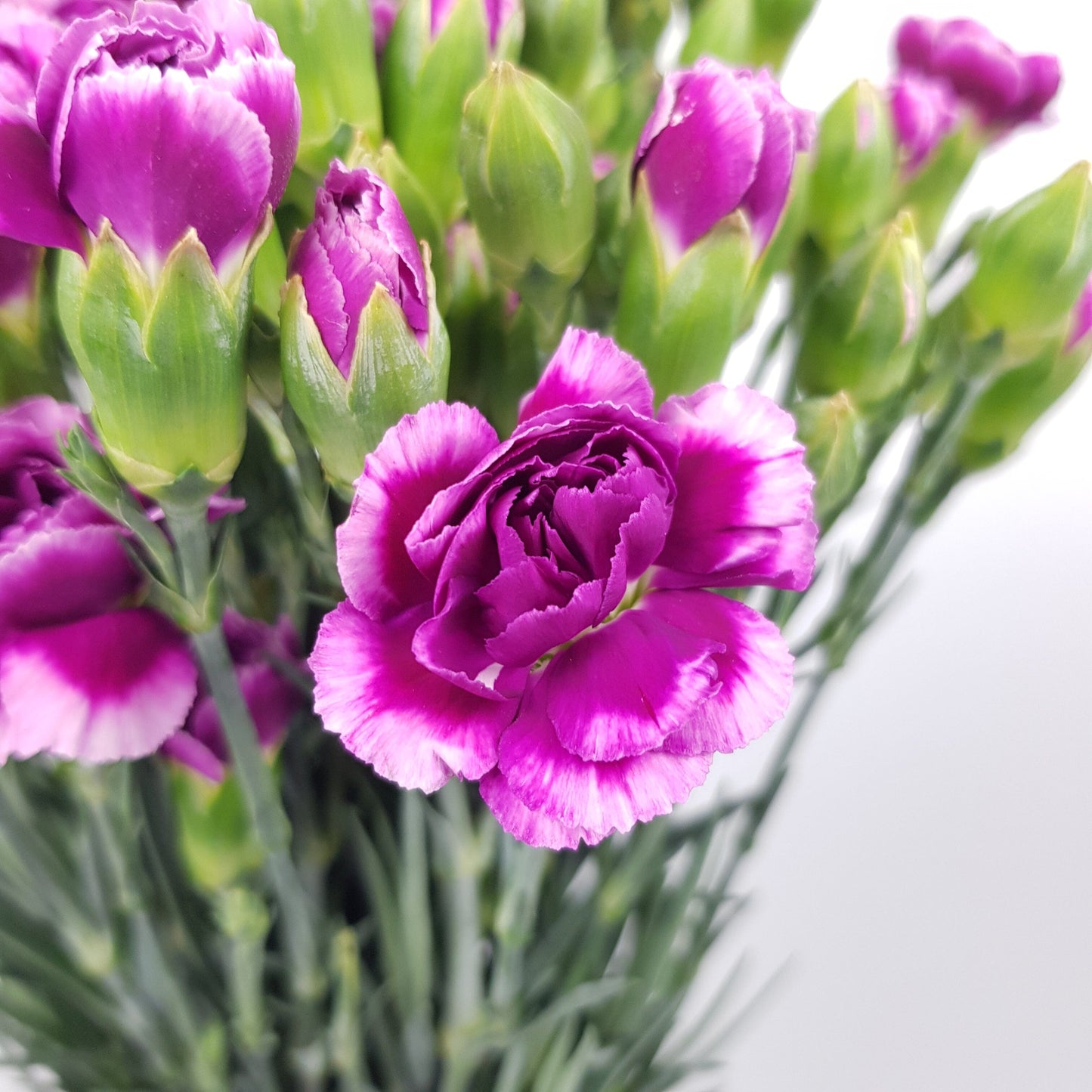 Spray Carnation - 2 Tone Purple