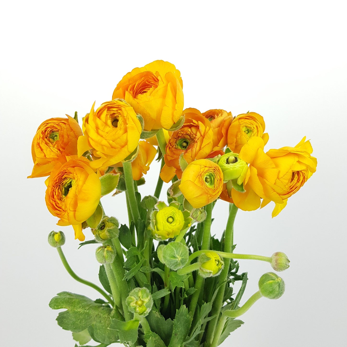 Ranunculus - Mustard Yellow