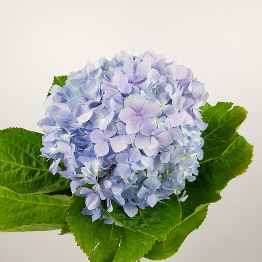 Hydrangea - Light Purple