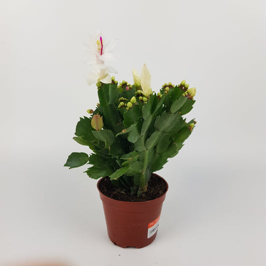 Schlumbergera