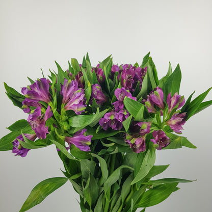 Alstroemeria - Purple