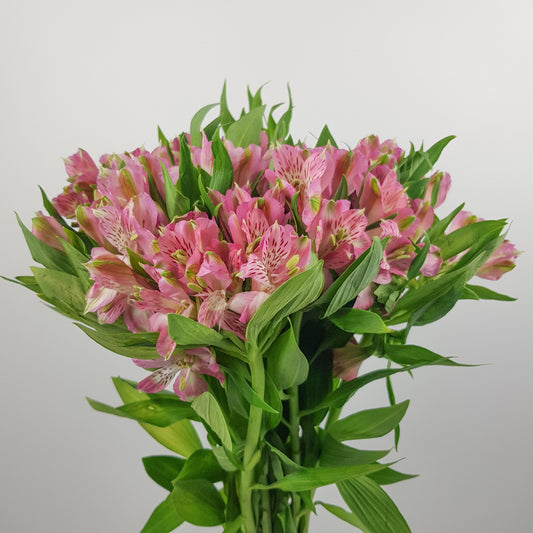 Alstroemeria - Light Pink