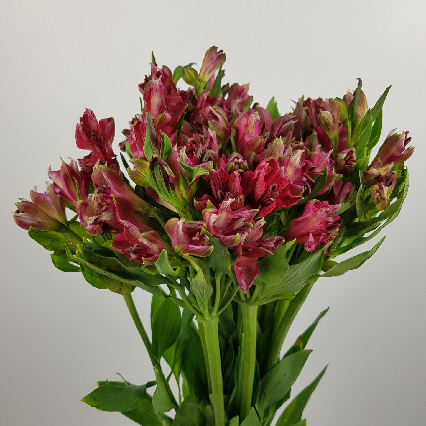 Alstroemeria - Pink