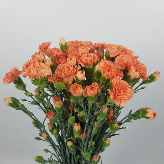 Spray Carnation - Light Orange