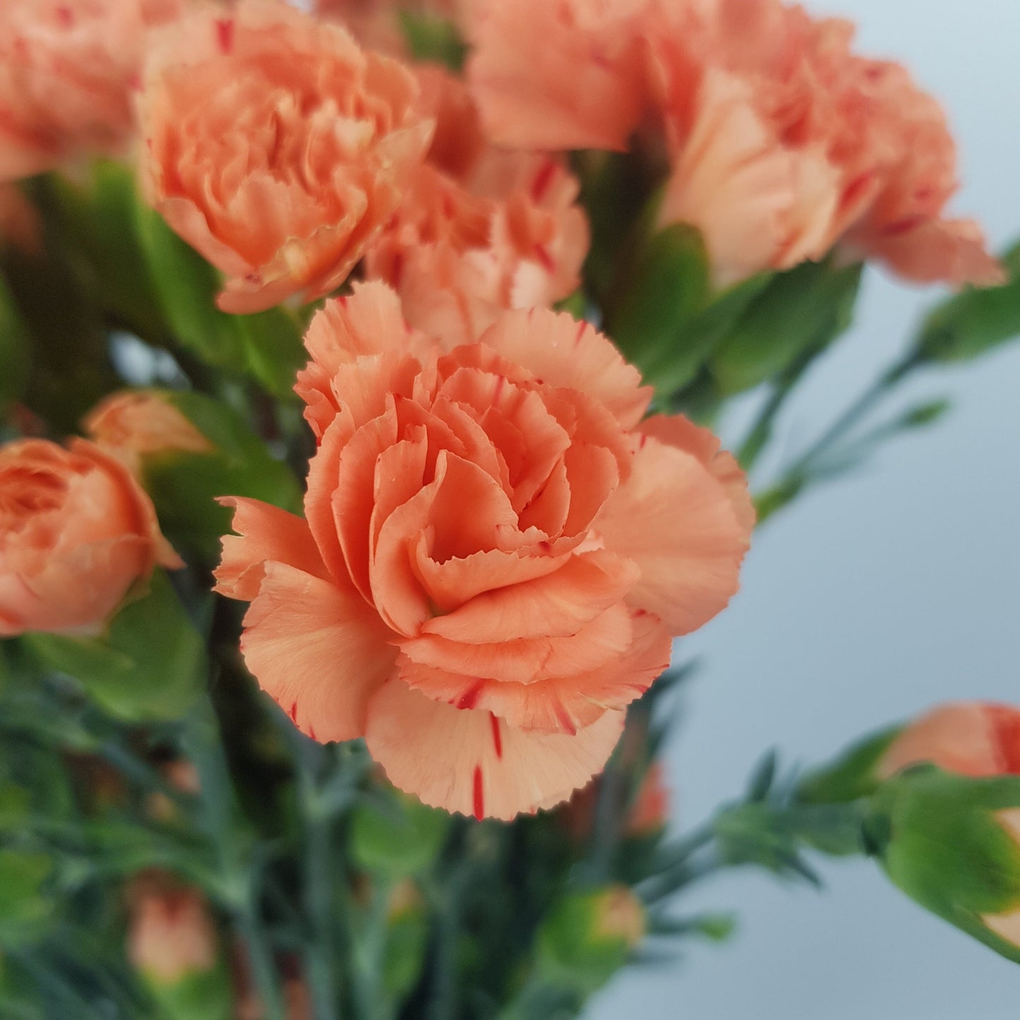 Spray Carnation - Light Orange