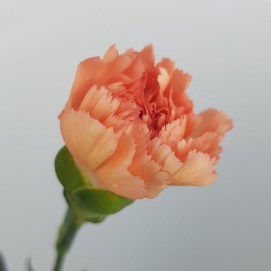 Carnation - Dark Orange