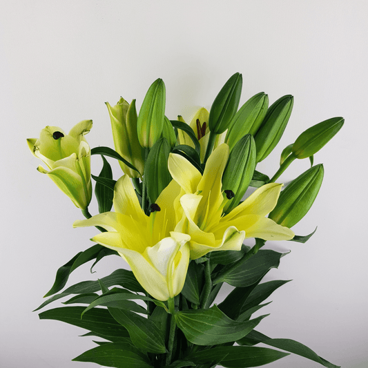 Lily - Yellow