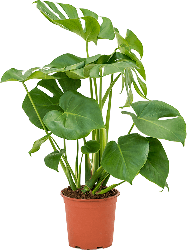 Pot Monstera Deliciosa (L) P240 - Green