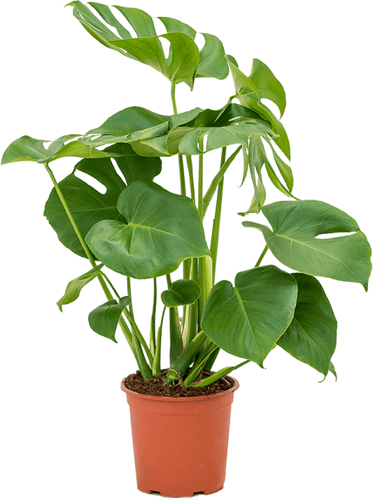 Pot Monstera Deliciosa (L) P240 - Green