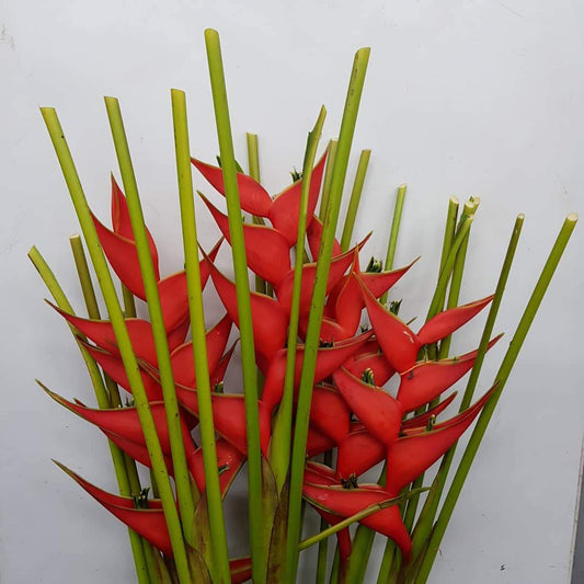 Crab Crawl - Red (5 Stalks)