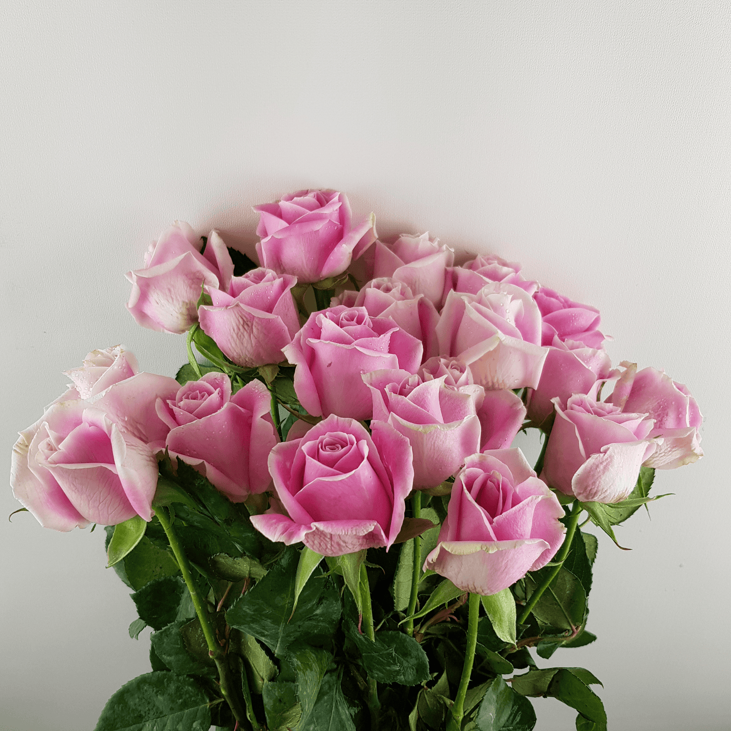 Rose - Maria Pink (10 Stems)