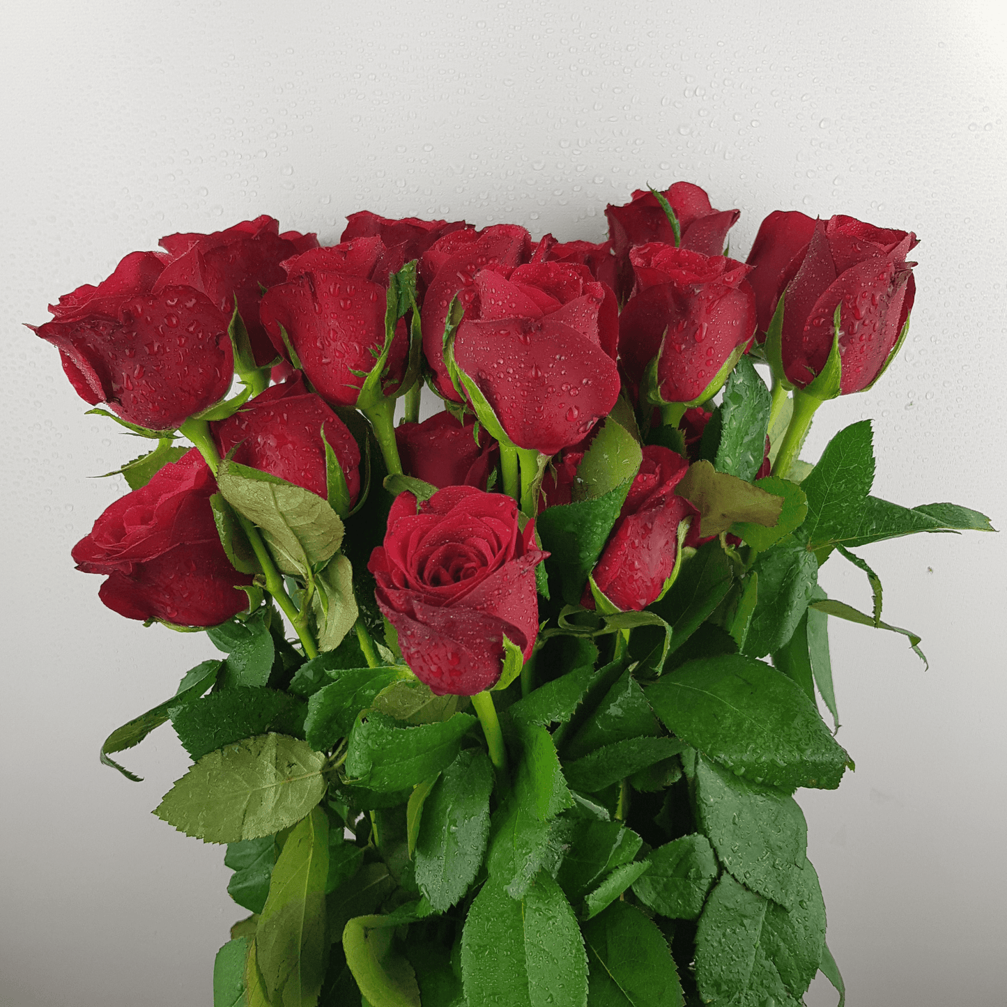 Rose - Red (20 Stems)